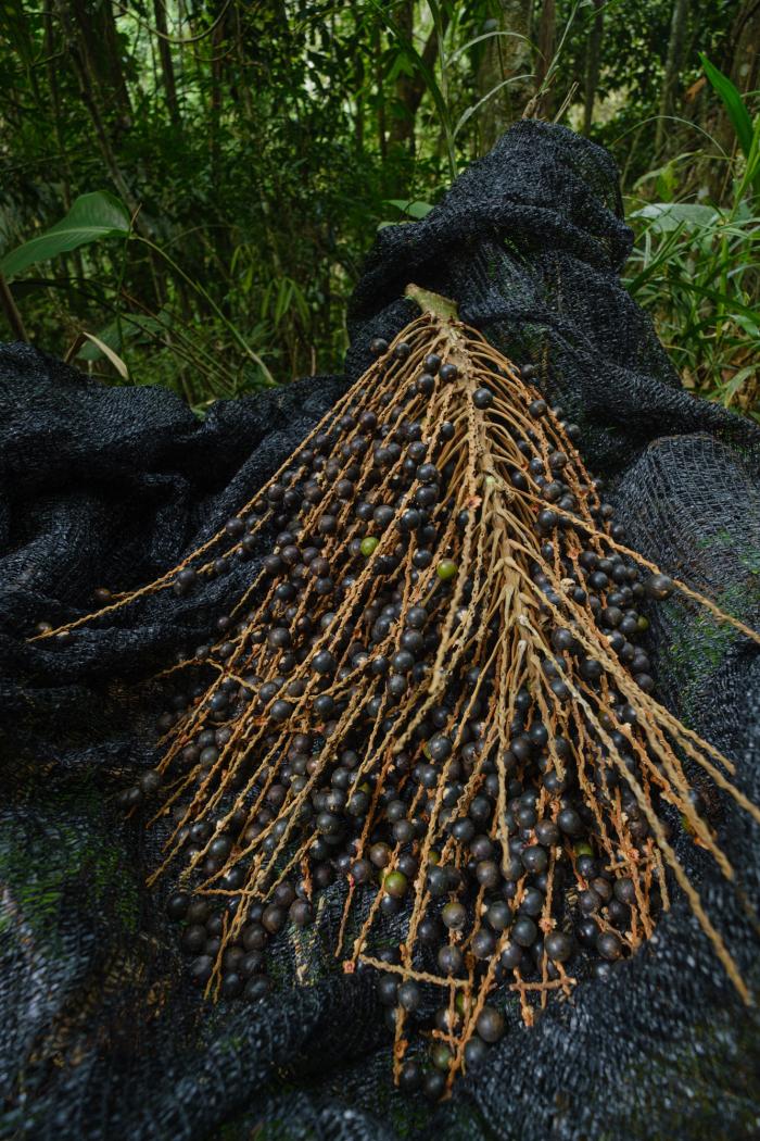 O Vale Alimenta o Povo e as Abelhas