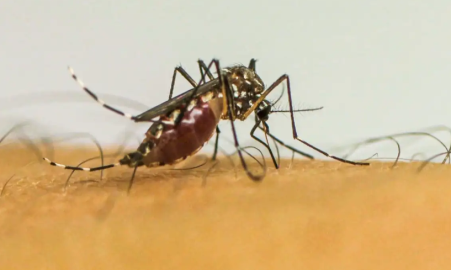 Vírus da chikungunya afeta crianças e adolescentes e deixa sequelas