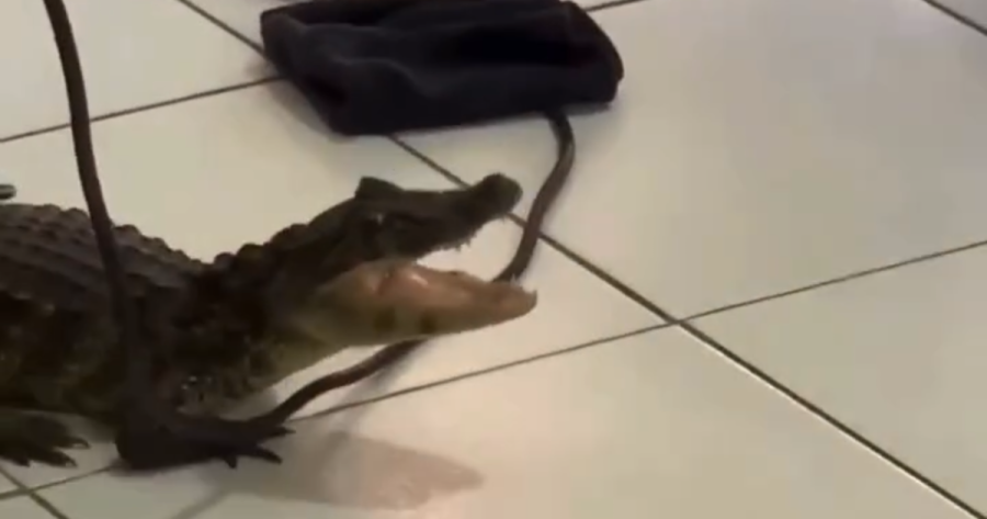 Jacaré ‘invade’ estúdio de beleza e assusta clientes em Cananéia