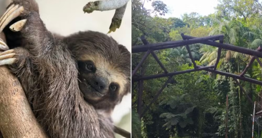 Preguiça atropelada em Juquiá passa por amputação e volta à natureza após 60 dias de recuperação